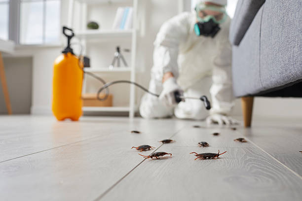 Post-Treatment Bed Bug Interceptor Monitoring in Hernando Beach